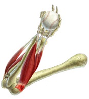Elbow Injuries
